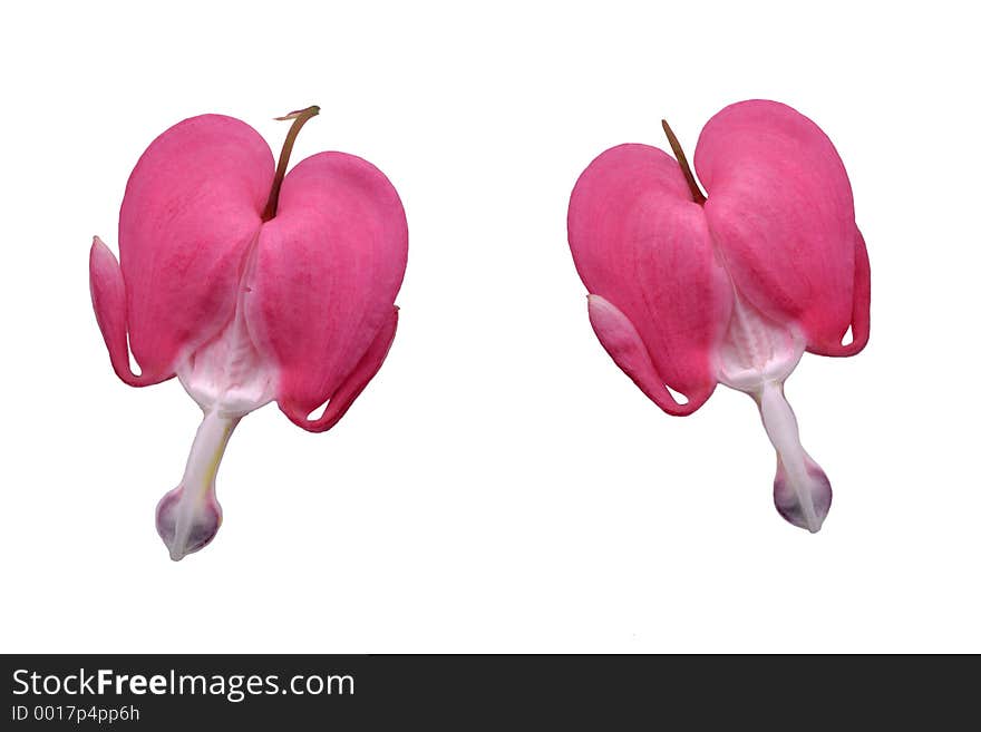 Two bleeding hearts