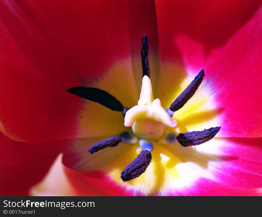 This is a Crocus. This is a Crocus.