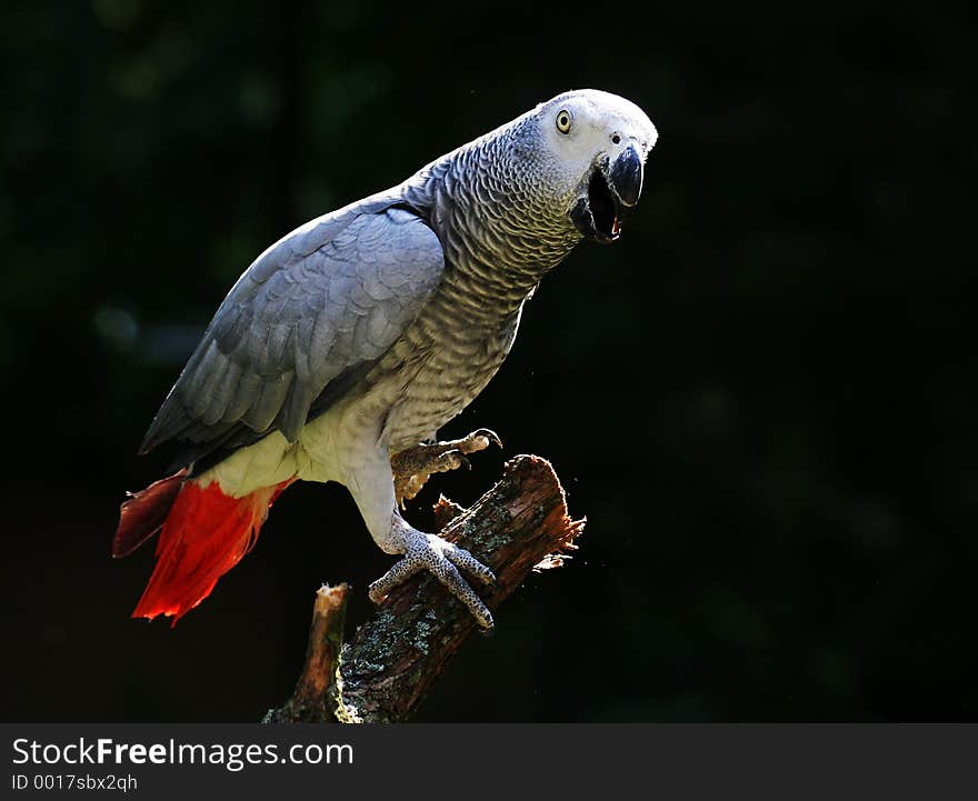 Grey perret on a tree