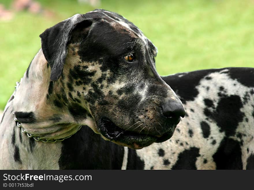 Apaloosa Dane