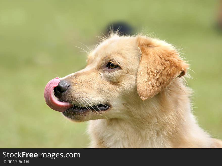 Portrait of light brown dog licking it's nose. Portrait of light brown dog licking it's nose