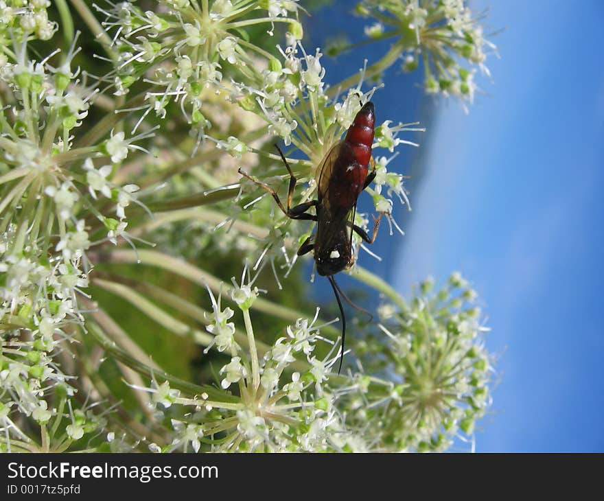 Closeup of some bug I don't know the name of on a plant. Closeup of some bug I don't know the name of on a plant.