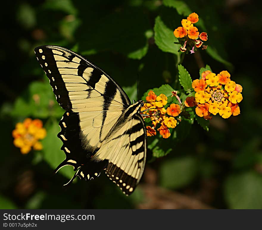 Yellow swallowtail feeding on yellow and orange flowers. Yellow swallowtail feeding on yellow and orange flowers