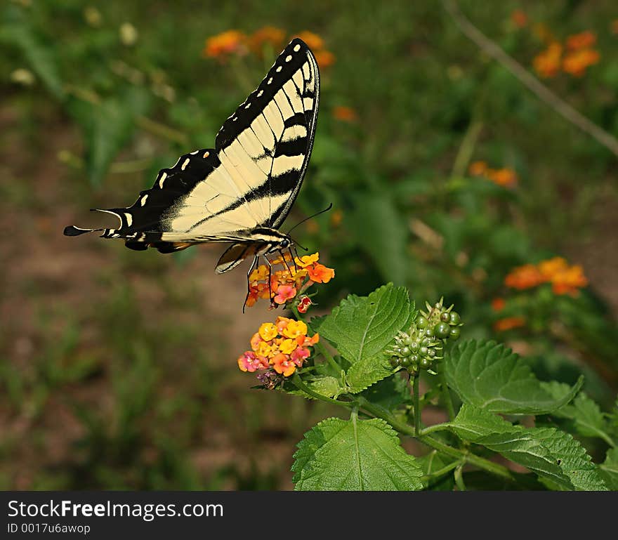 Side,overhead view of a swallowtail feeding. Side,overhead view of a swallowtail feeding