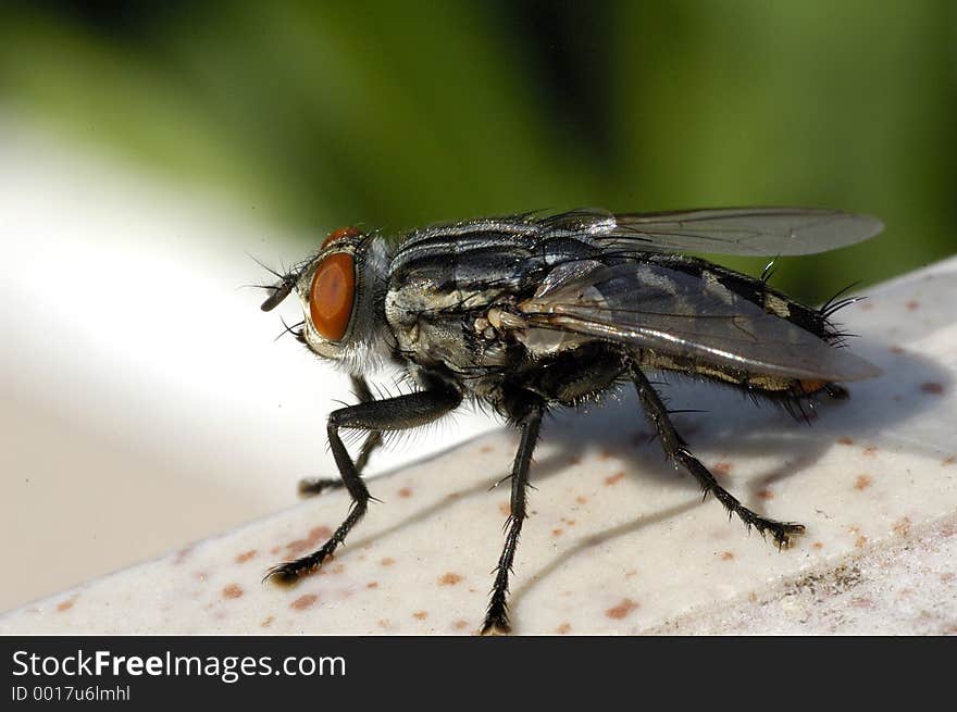 Extreme close-up of a fly. Extreme close-up of a fly