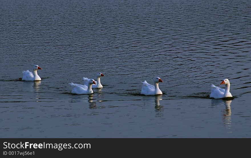 5 snow geese on a lake in the evening. 5 snow geese on a lake in the evening.