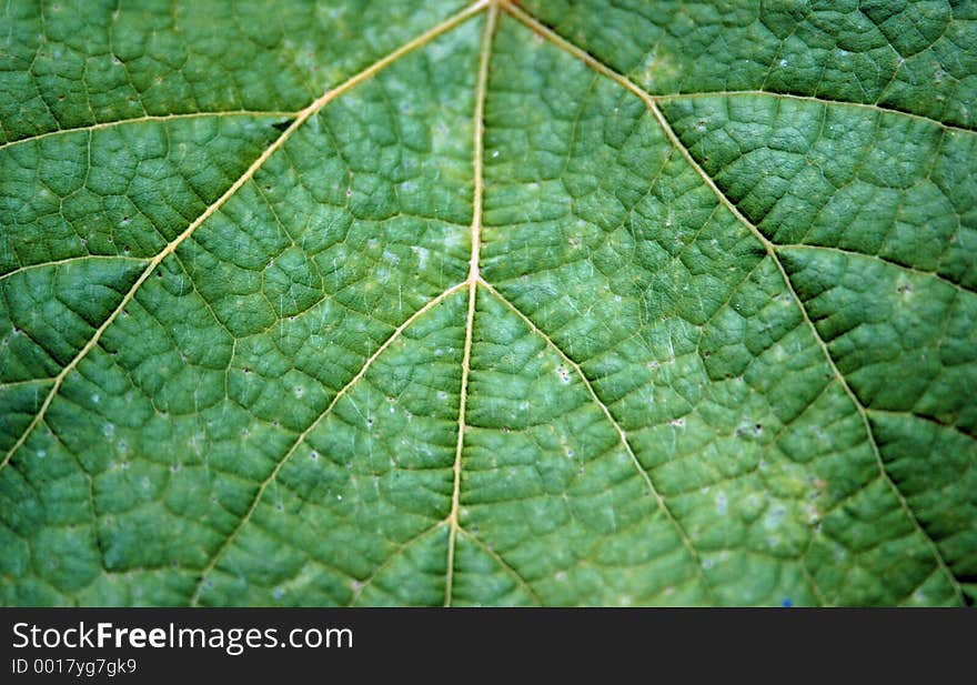 Suede leaf