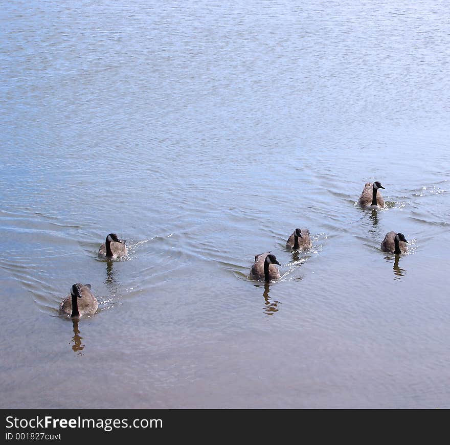 Ducks swimming on lake. Ducks swimming on lake