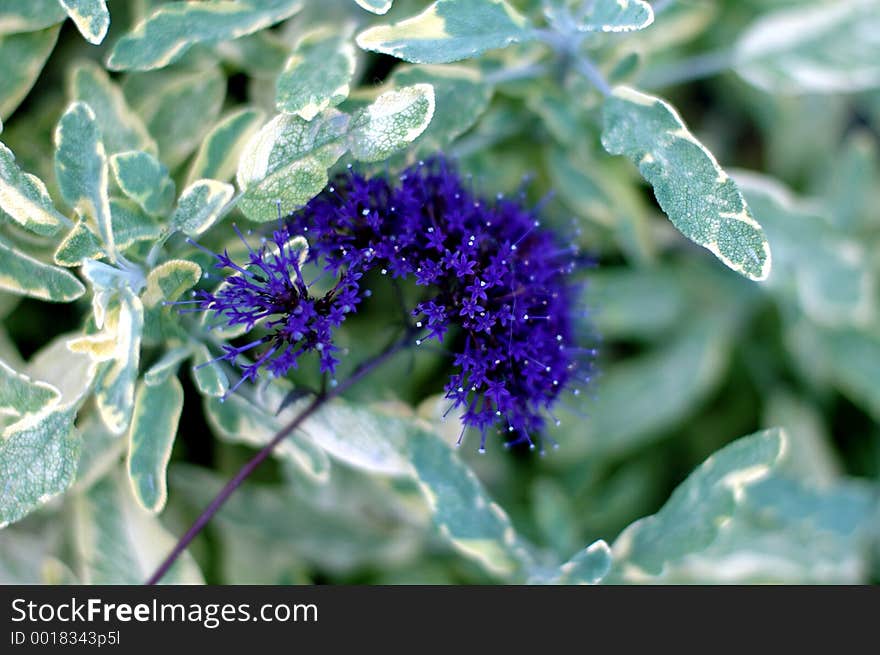 Purple Star Flower