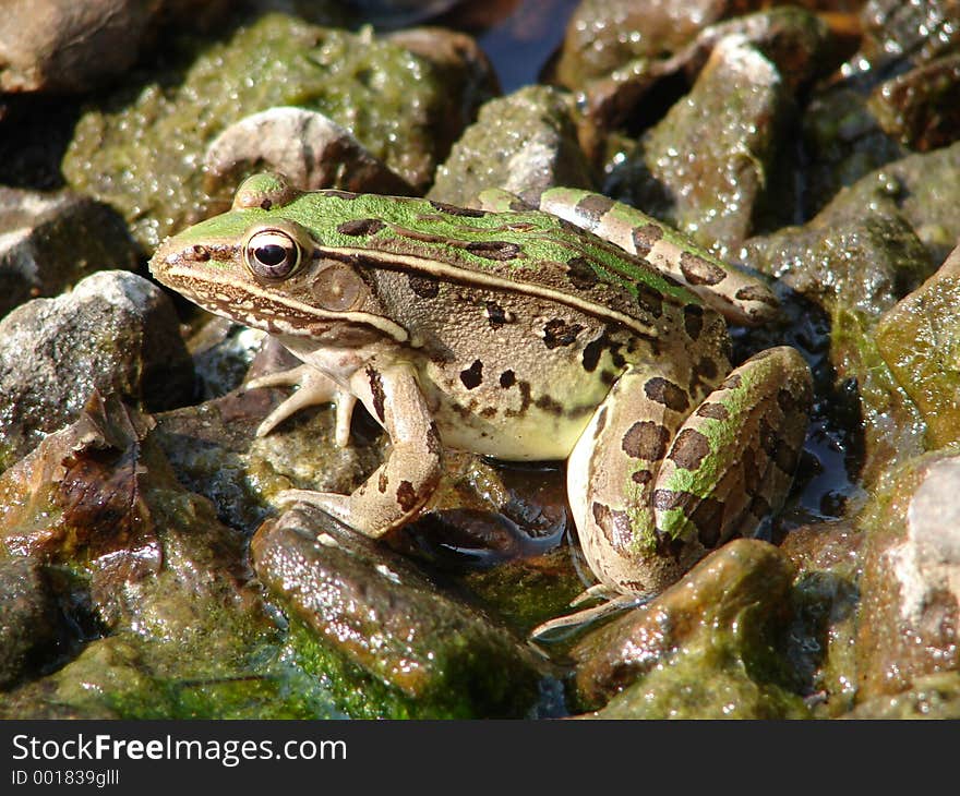 Frog