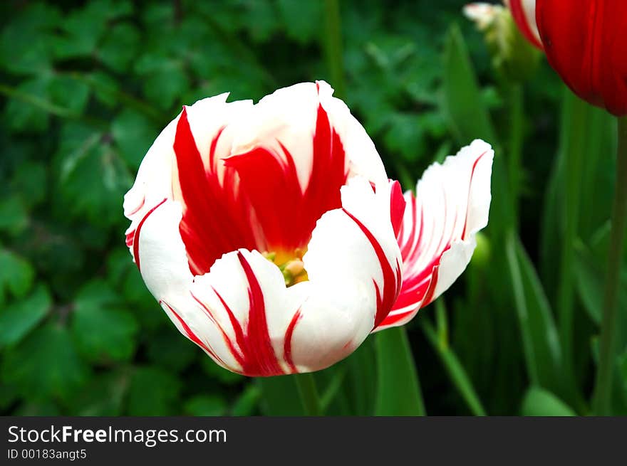 Tulip in garden. Tulip in garden