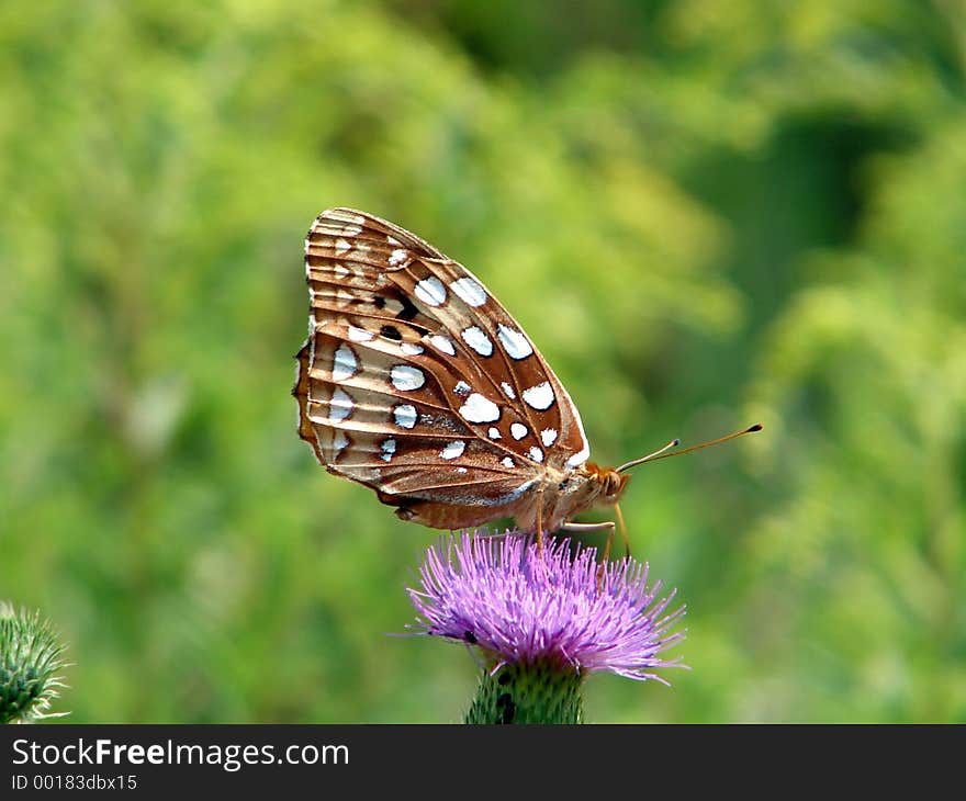 A butterfly sitting on a flower