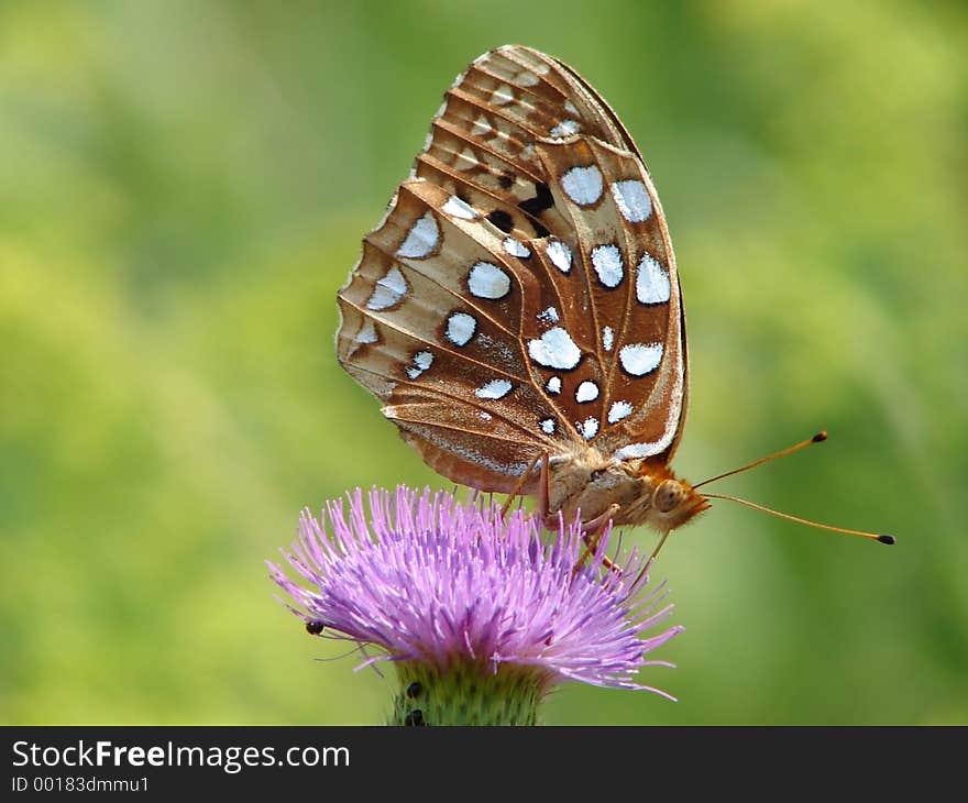 Butterfly