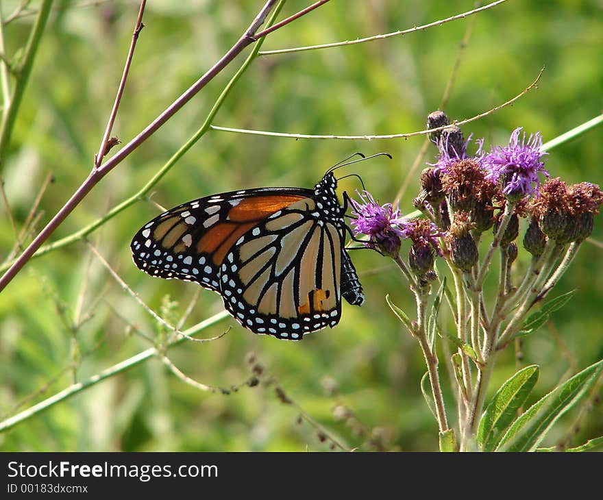 Butterfly