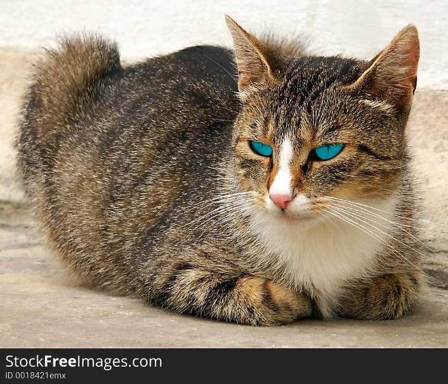 Cat with coloured eyes. Light blue. Cat with coloured eyes. Light blue.