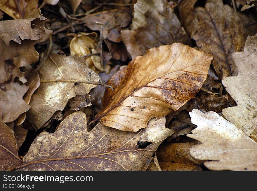 Rusty Leaves