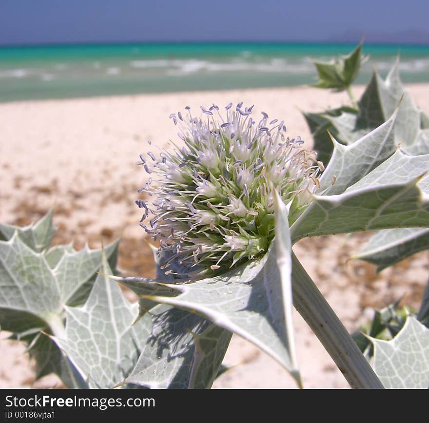 Close-up of a thistle on the beach. Close-up of a thistle on the beach