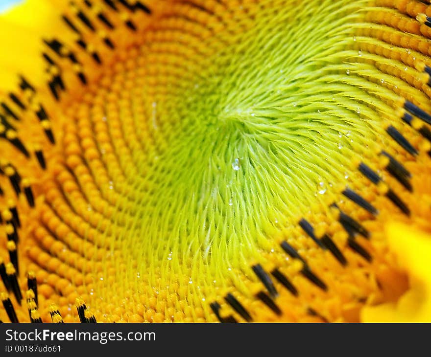 Sunflower close-up.