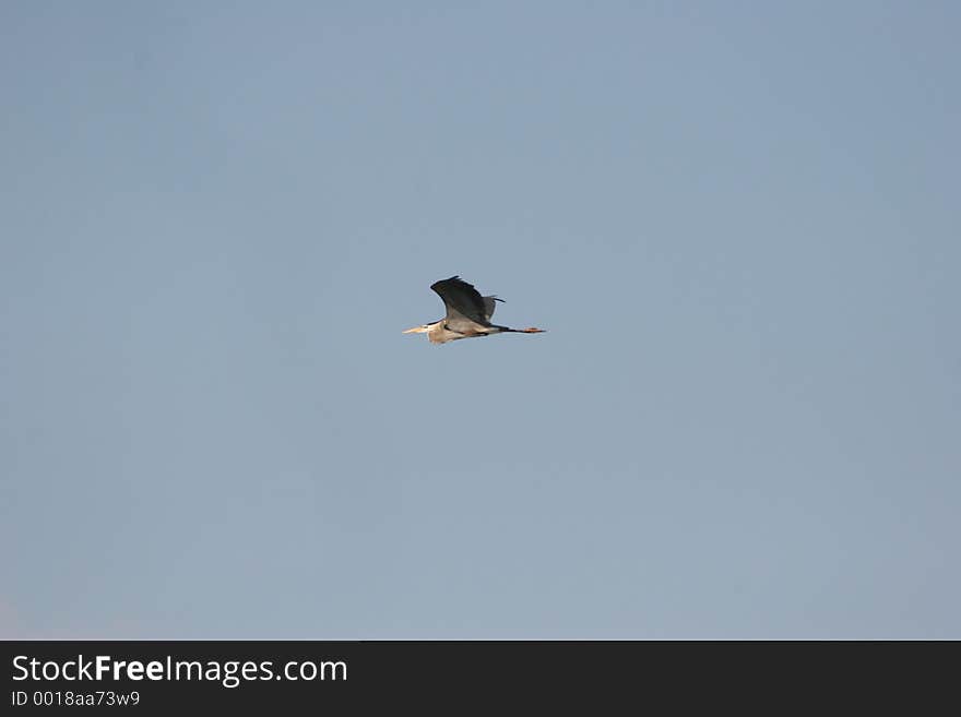 A large blue heron cruising the skies over the Potomac River. A large blue heron cruising the skies over the Potomac River