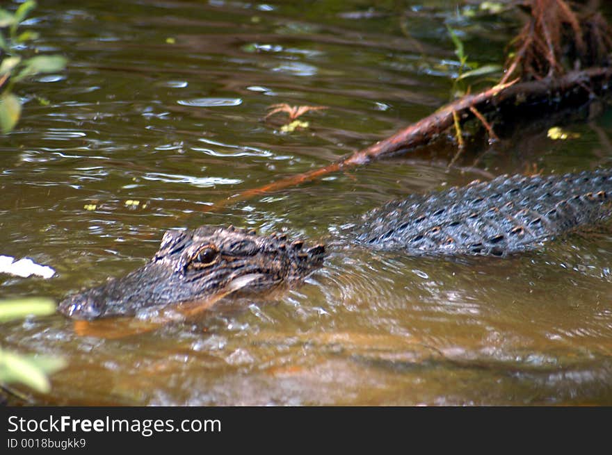 Alligator in the Bayou