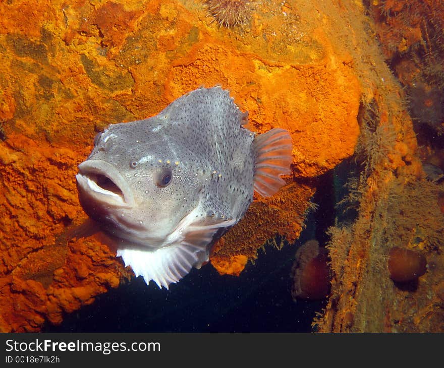 A lumpfish on the PLM 27 - a shipwreck in Newfoundland, Canada