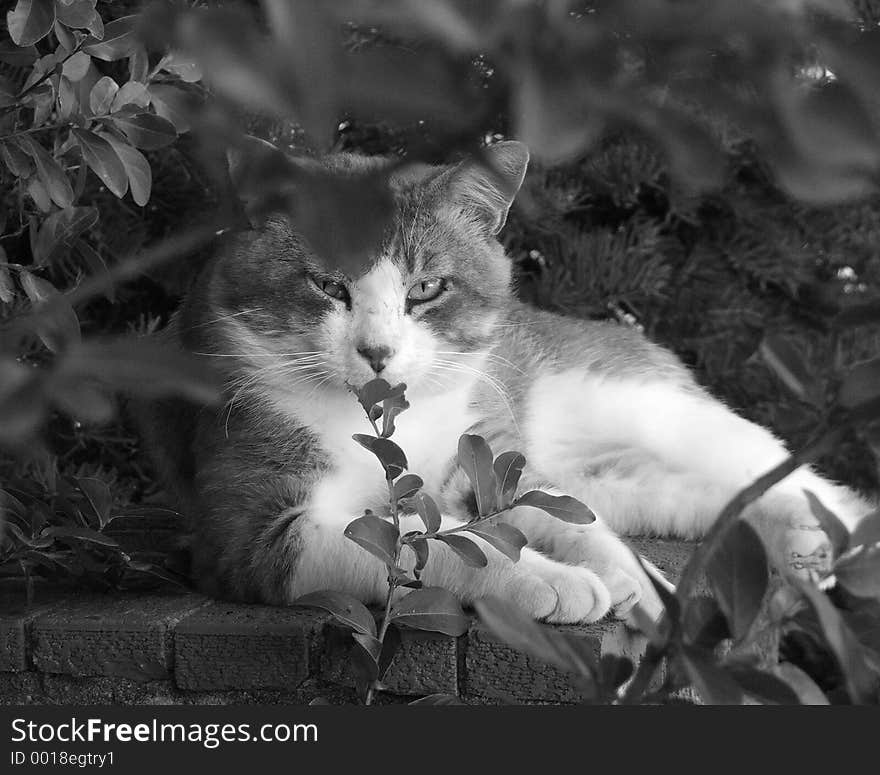 A handsome gray and white tomcat lounges on a shady garden wall. A handsome gray and white tomcat lounges on a shady garden wall.