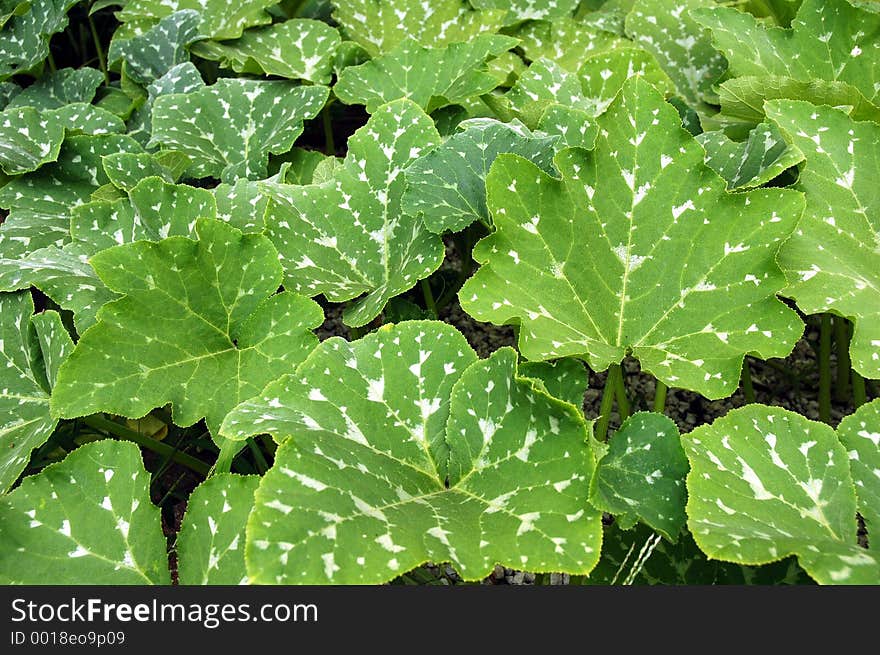 Big green leaves from Asian backyard garden. Big green leaves from Asian backyard garden.