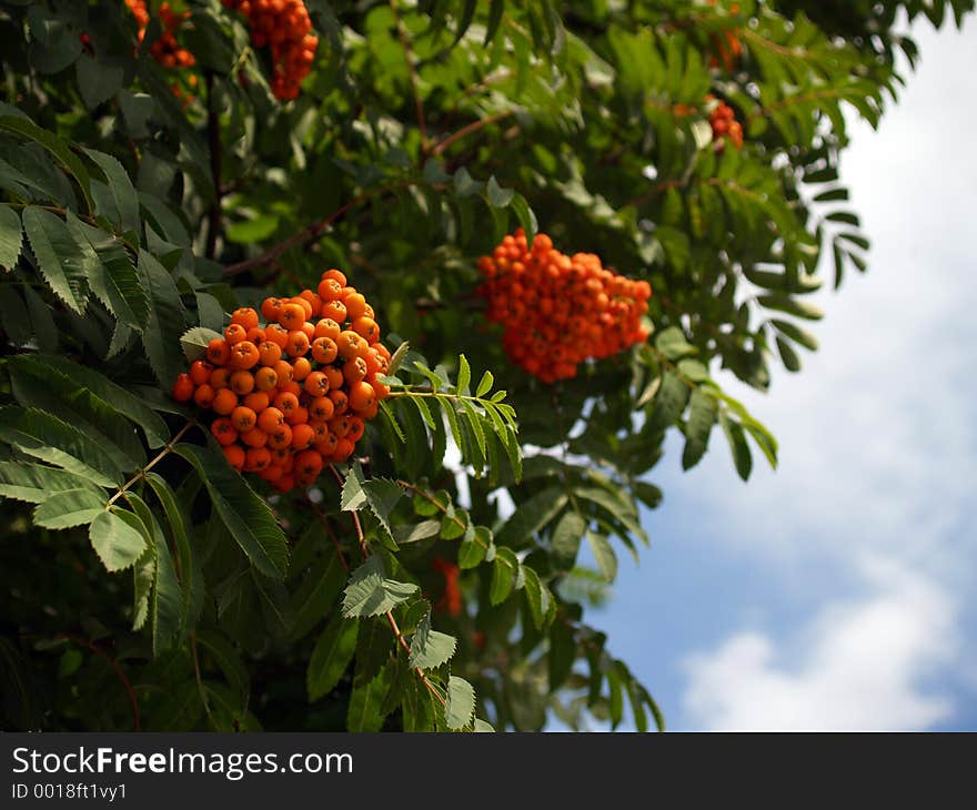 Ashberry on the tree