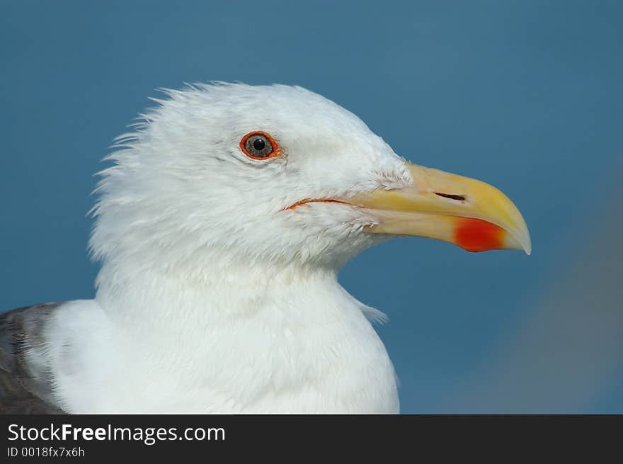 Red-eyed gull with caption and foreground text space