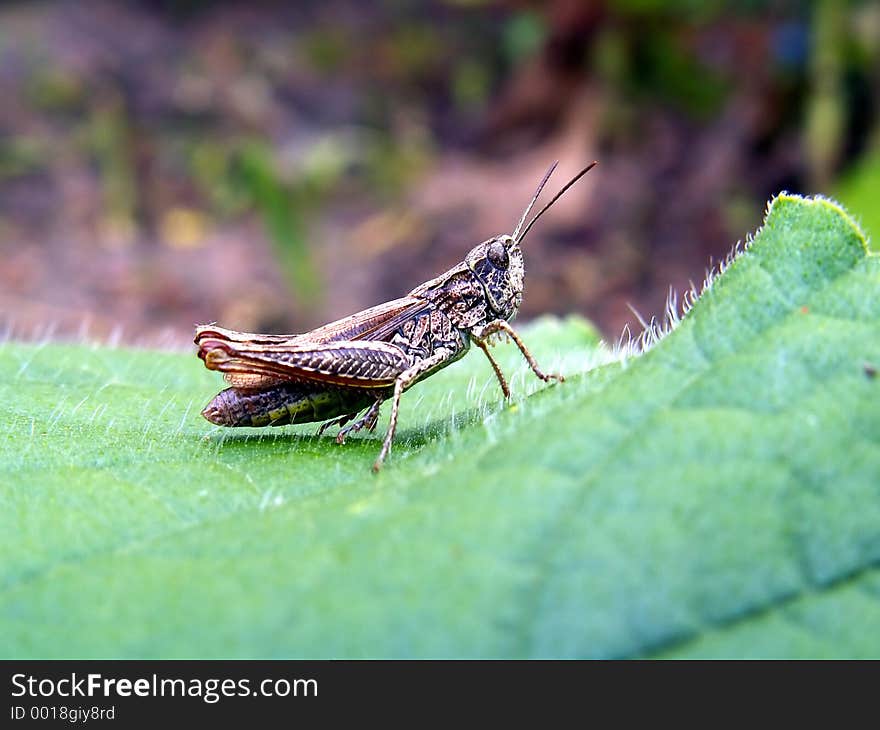 Grasshopper on leaf