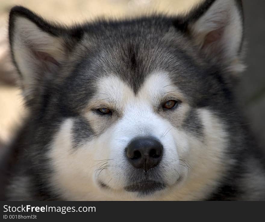 Alaskan malamute dog portrait. Alaskan malamute dog portrait