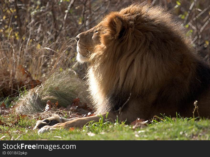 Lion on a sunny day