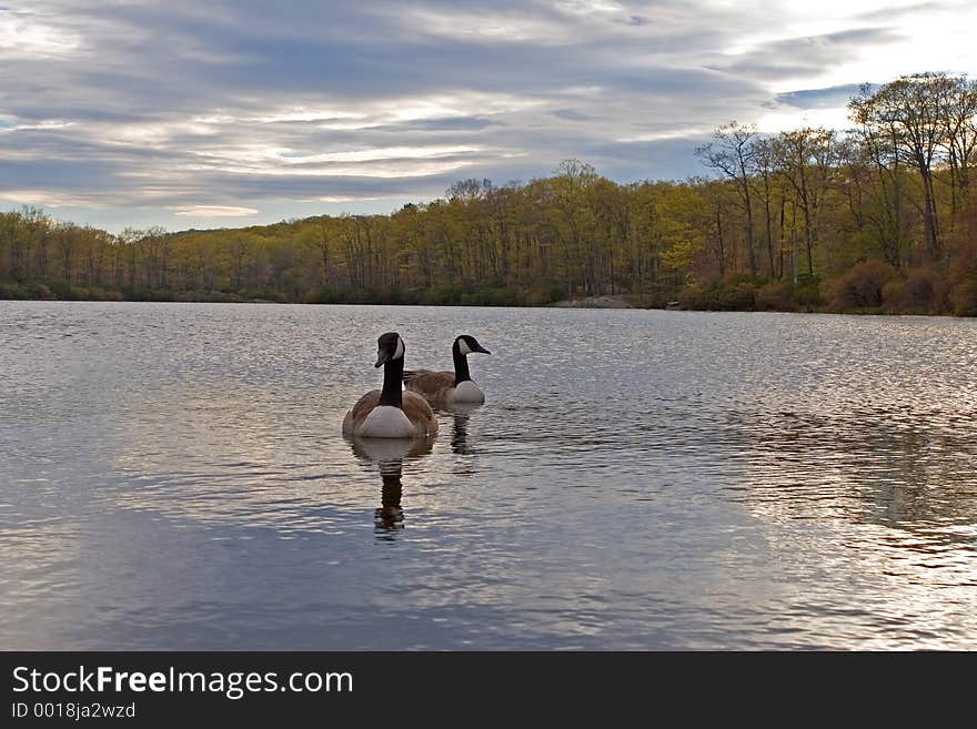 Geese on the lake at sunset