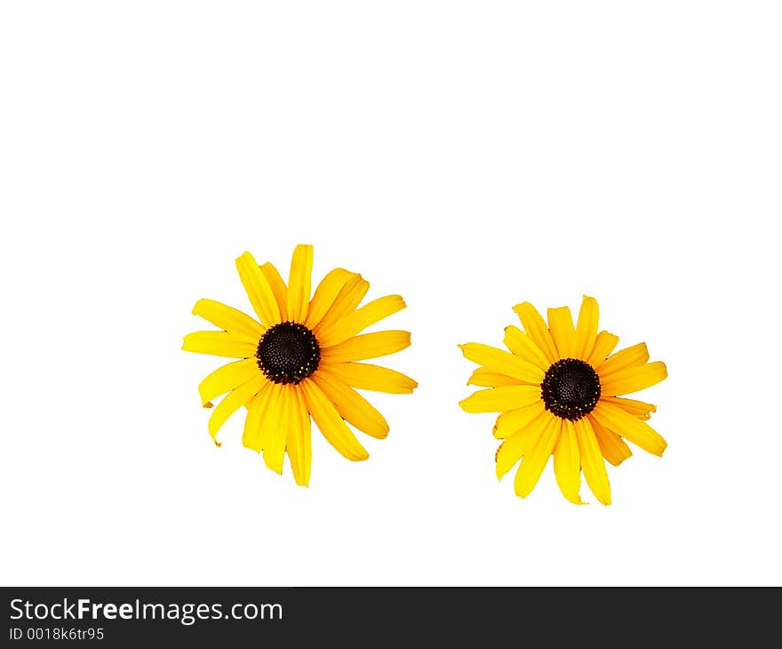 two orange daisies isolated on white background. two orange daisies isolated on white background