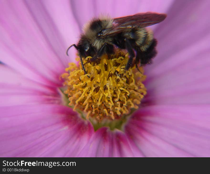 Bee feeding at a flower. Bee feeding at a flower