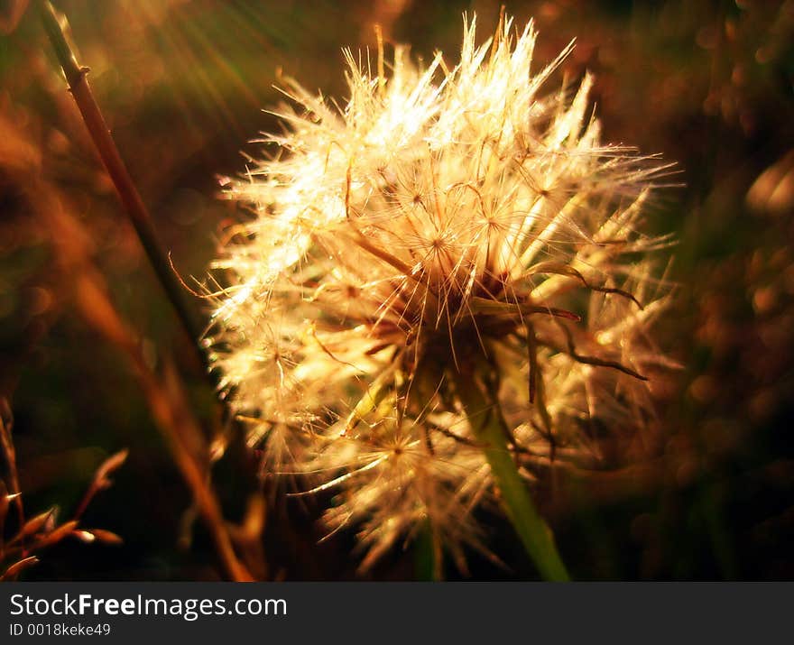 A close-up of a flower at sunset