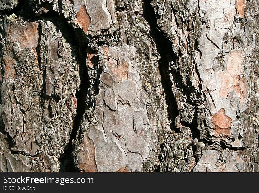 A trees bark - horizontal