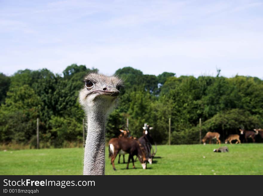 Close up of an ostrich with grazing animals in background. Close up of an ostrich with grazing animals in background