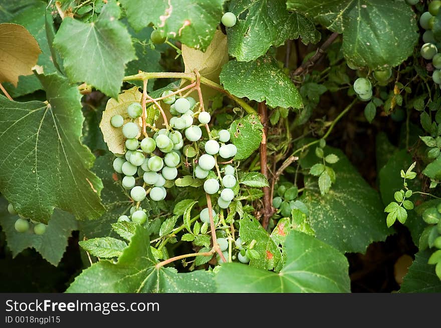 Green Grapes