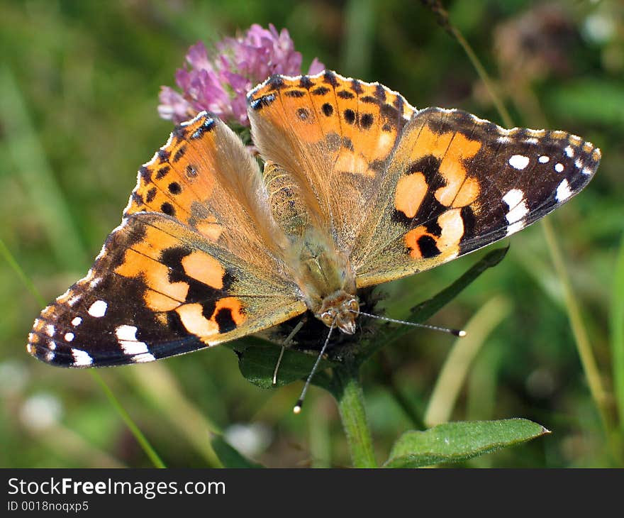 Butterfly on clover