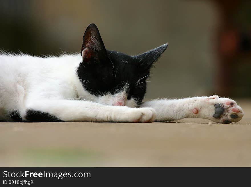 Hot day, street ... and of course sleeping cat