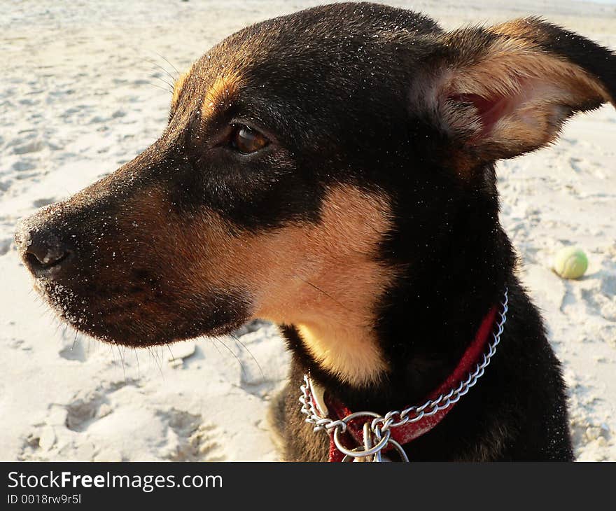 Puppy looking forlorn on the beach. Puppy looking forlorn on the beach