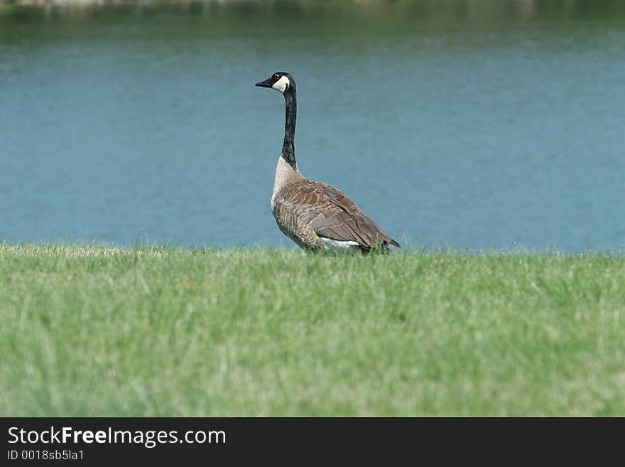 A wild goose in an office park.