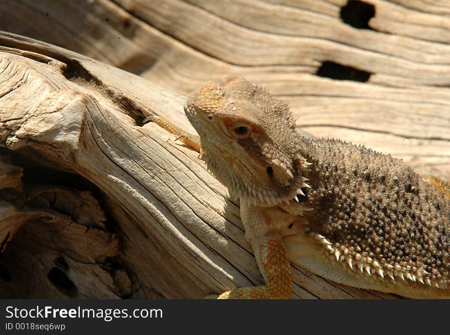 Lizard