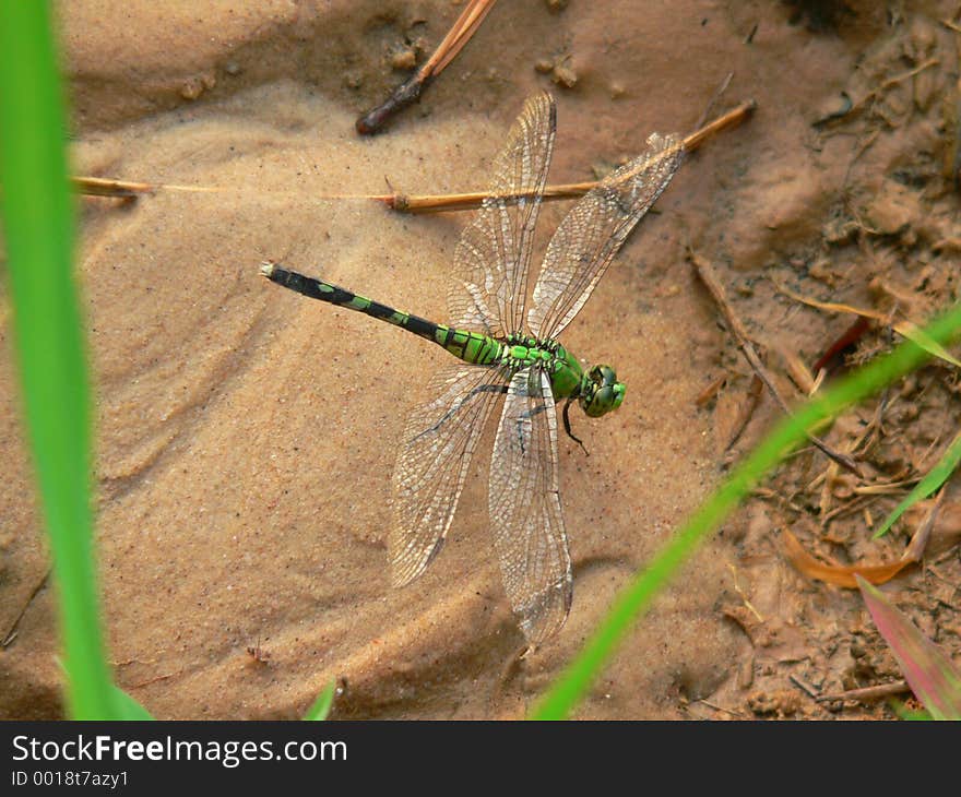 Dragonfly at Swamp