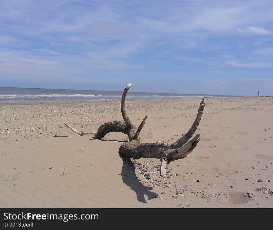 Driftwood on beach