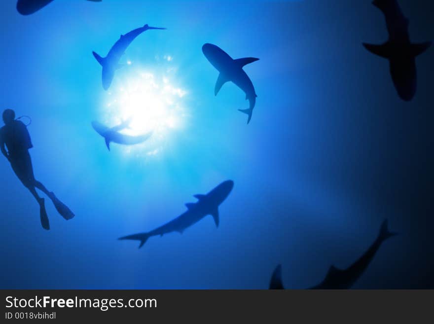 Sharks and a scuba diver swimming in a spiral. Sharks and a scuba diver swimming in a spiral