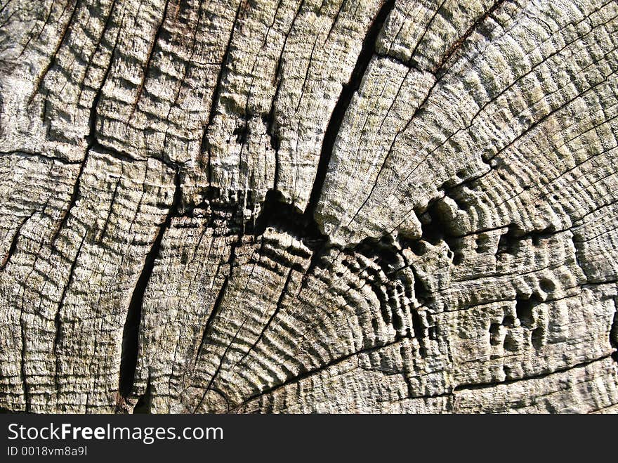 Detail of tree. Detail of tree