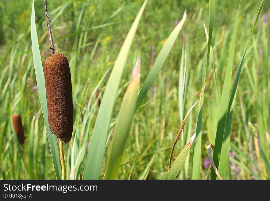 Stopper rod (lat. conucula)