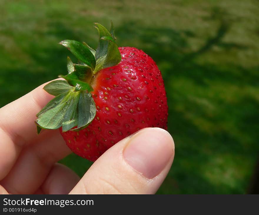 Woman's hand holding a juicy strawberry outdoors, on a picnic. Woman's hand holding a juicy strawberry outdoors, on a picnic